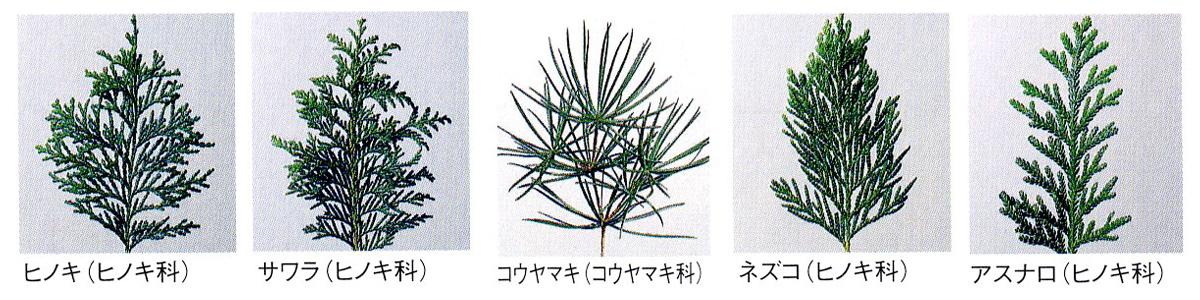 木曽材の特徴 木曽木材工業協同組合